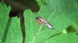 Sawfly Tenthredinidae Tenthredo Feeding [upl. by Pollitt92]