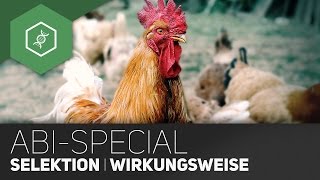 Evolution AbiSpecial  Selektion und Wirkungsweisen [upl. by Nalyt156]