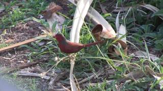 Crimson Finch Neochmia phaeton East Point Darwin NT [upl. by Eboj]