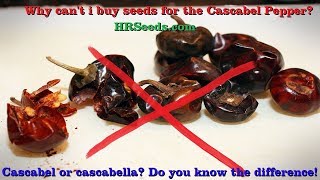 I give up on trying to buy seeds for the Cascabel pepper and heres why [upl. by Torp427]