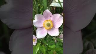 Herbst Anemonen garten [upl. by Debby971]