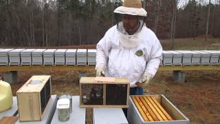 Installing a Package of Honey bees [upl. by Drusilla]