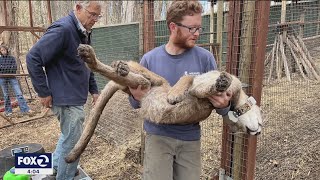 Tranquilized mountain lion demonstrated strange behavior undergoes medical evaluation [upl. by Leoline]