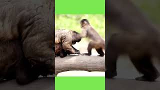 Fun Alert  Watch These Hilarious Monkeys [upl. by Kroll]