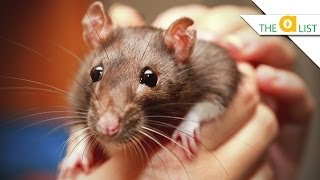 5 Fascinating Facts About Rats [upl. by Dannica]