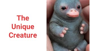 The Unique Creature Duckbilled Platypus [upl. by Bish]