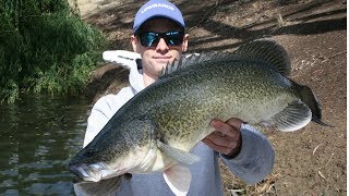 Murray Cod and Yellowbelly Fishing For Natives 2018 [upl. by Arayk]