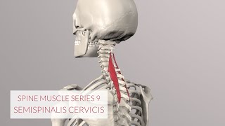 Spine Series Part 9 Neck Muscles Semispinalis Cervicis beware mistake see description [upl. by Assiralk]