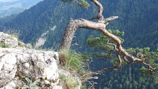 Pieniny  Sokolica  Pieniński Park Narodowy  Szczawnica  Polska  Dunajec [upl. by Caye739]