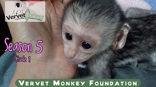 Season 5 has begun little orphan baby monkey Roddy the first to arrive orphan Charlotte doing well [upl. by Noah]