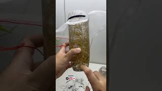 زراعة براعم البرسيم الصحية 😋🌱 اكسبلور زراعة زراعةمنزلية زراعةعضوية الزراعة براعم صحة [upl. by Anilef818]