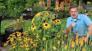 Goldsturm black eyed susan Rudbeckia fulgida var sullivantii Goldsturm  Plant Identification [upl. by Olyhs]