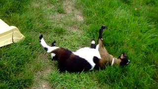 Fainting Goat  Das fallende Zieglein [upl. by Macgregor]