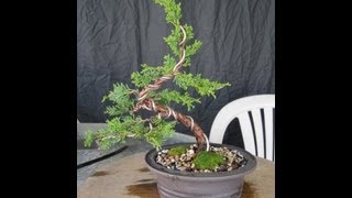 How To Make A Juniper Bonsai For Under 3000 [upl. by Teriann]