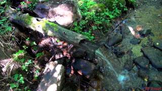 El Boutoun Del Bosc  Le Bouton en Bois  ARTISAN PYRÉNÉES  Ariège  Tv Izard [upl. by Norvall236]