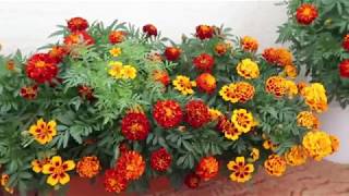 How to grow Marigold Genda from seedTagetes [upl. by Vachell]