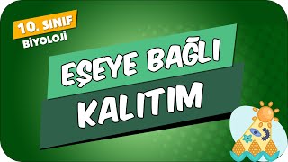 Eşeye Bağlı Kalıtım  10Sınıf Biyoloji 2024 [upl. by Avir]