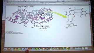 49 Biochemistry Translation IIIGene Expression I Lecture for Kevin Aherns BB 451551 [upl. by Kleiman699]