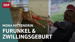 Beim Tierarzt in Appenzell – Von grossen und kleinen Tieren  Mona mittendrin 2021  SRF Dok [upl. by Sochor]