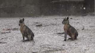 Meet the Patagonian Cavy at Southwicks Zoo [upl. by Luapnaes]