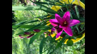 Beautiful blooming Ixia flowers  RSGB  Whatss growing on  Spring in North Texas [upl. by Domeniga449]