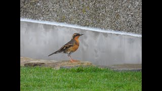 Varied Thrush  Papa Westray  Orkney  29th October 2021 [upl. by Clayborn281]