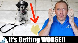 The BIGGEST Mistake People Make With Puppy House Training [upl. by Holton]