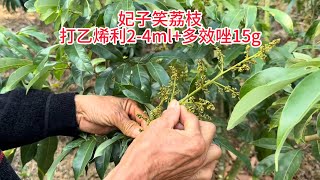 妃子笑荔枝控花用藥打乙烯利3ml多效唑15g，花前補流體硼Feizixiao lychee flower control ，uses ethephon 3ml  paclobutrazol 15g [upl. by Kwok782]