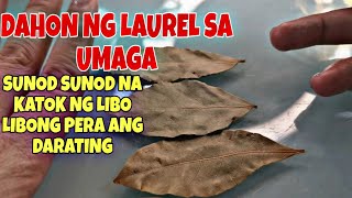 DAHON NG LAUREL SA UMAGA SUNOD SUNOD NA PERANG DARATING SAYOAPPLE PAGUIO7 [upl. by Alexandra]