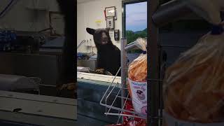 Black bear sneaks into concession stand at Anakeesta and charges at worker bear anakeesta [upl. by Nalahs261]