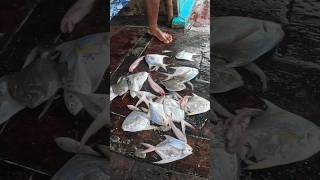 कर्ली जाळी लावून पकडले पापलेट मासे जीवंत पापलेट मासेमारी Pomfret fishing india boat seafood [upl. by Takashi29]