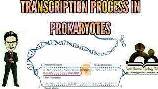 Transcription in prokaryotes  Molecular biology  for NEET AIIMS JIPMER [upl. by Hannavas]