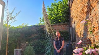 How I grew an Echium pininana in North Yorkshire [upl. by Aryad970]