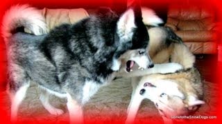 DOG FIGHT Husky Wrestling Siberian Husky at Play [upl. by Sihunn419]