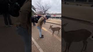 BOWING TO DEER IN NARA JAPAN [upl. by Herriott]