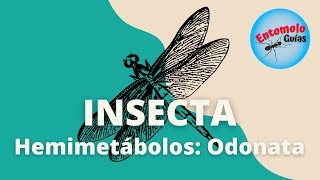 ÓRDENES DE INSECTOS ODONATA [upl. by Aivonas]