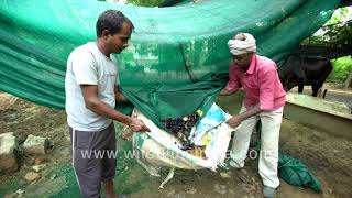 Organic Jamun or jambolan harvesting  How to pluck the fruit without spoilage and low contact [upl. by Aniweta]