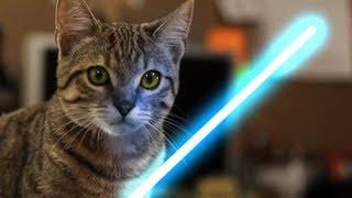 Jedi Kitten  The Force Awakens [upl. by Ati]