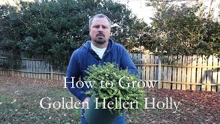 How to grow Golden Helleri Holly with a detailed description [upl. by Faydra]