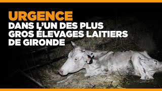 Urgence dans lun des plus gros élevages laitiers de Gironde [upl. by Rosecan]