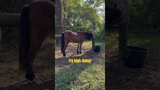 Teach Your horse to Stand Tied [upl. by Acissey]