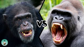 CHIMPANZEE VS GORILLA  Which ape will win in a fight [upl. by Anomis]