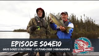 Leurre Juste S04E10  Gros dorés d’automne à la pourvoirie Chibougamau [upl. by Acimak]