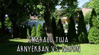 Smaragd tuja árnyékban vs napon [upl. by Cardon391]