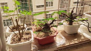 Bonsai balcony tour  Part 1 [upl. by Tezil]