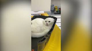 Screaming Cat At Vet Original Meme Template [upl. by Winn]