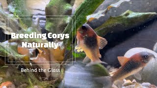 Breeding Corydoras Naturally [upl. by Eenram835]