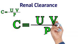 Kidney Function Tests  Renal Clearance  Creatinine clearance Renal Function Tests [upl. by Settle]