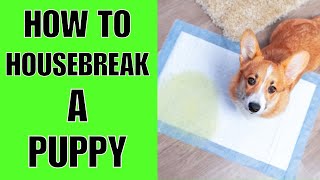 HOW TO Housebreak A Puppy EASY [upl. by Bilak]