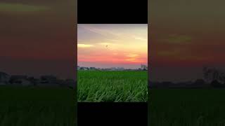 Just beautiful shortvideo viralvideo [upl. by Auric]